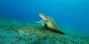 Kumlu alttan deniz çim yeme hawksbill kaplumbağa