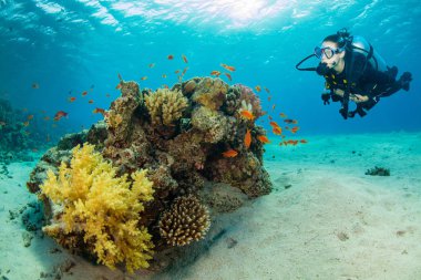 Kadın dalgıç deniz alt keşfetmek ile sualtı mercan