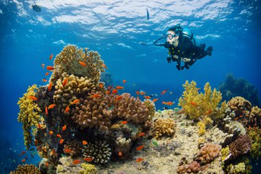 Kadın dalgıç deniz alt keşfetmek ile sualtı mercan