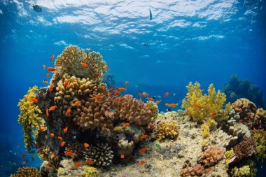 Sealife ile güzel mercan