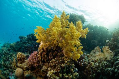 Sealife ile güzel mercan