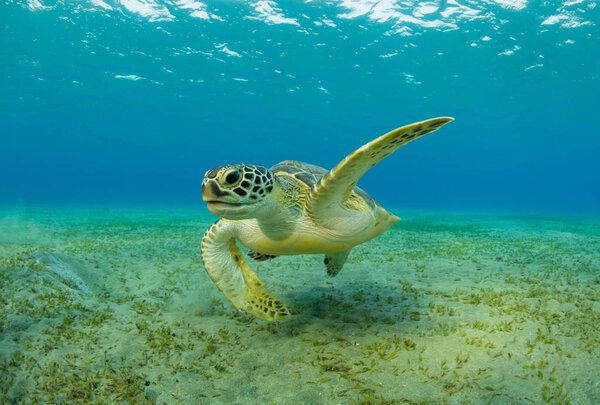 Ястребиная черепаха ест морскую траву с песчаного дна
