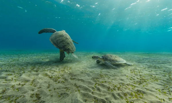 Hawksbill turtles playing together on sandy sea bottom — Stock Photo, Image