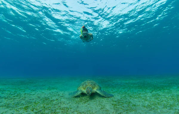 Nurkowanie z rurką kobieta z Żółw szylkretowy, fotografia podwodna. — Zdjęcie stockowe