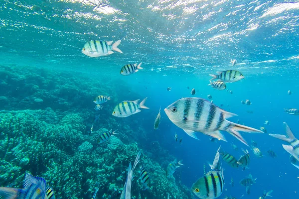 Shoal de peixes em Mar Vermelho, Egito — Fotografia de Stock