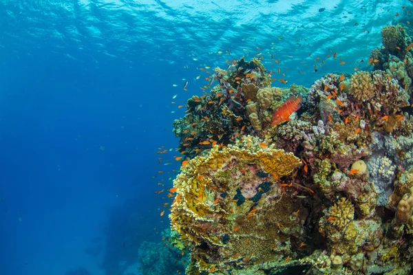 Gyönyörű korallzátonyok a sealife — Stock Fotó