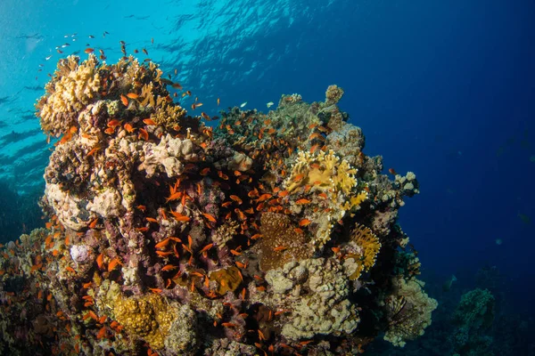 Hermoso arrecife de coral con vida marina —  Fotos de Stock