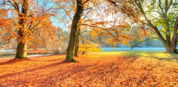 Pohon berwarna indah di musim gugur, fotografi lansekap — Stok Foto