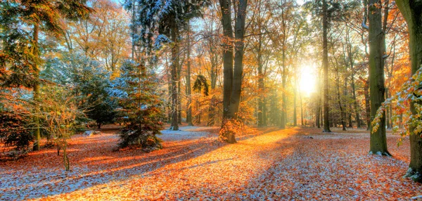 Красиві кольорові дерева восени, пейзажна фотографія — стокове фото