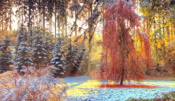 Schöne farbige Bäume im Herbst, Landschaftsfotografie — Stockfoto