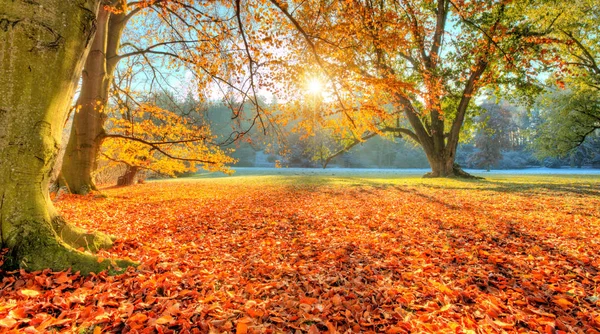 Schöne farbige Bäume im Herbst, Landschaftsfotografie — Stockfoto