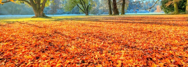 Schöne farbige Bäume im Herbst, Landschaftsfotografie — Stockfoto