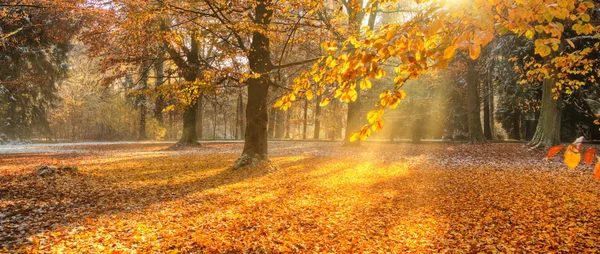 Mooie gekleurde bomen in de herfst landschapsfotografie — Stockfoto