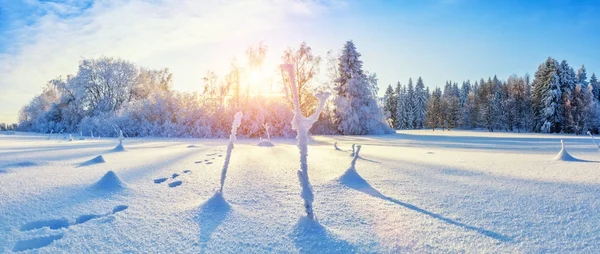 Beautiful snowy landscape panorama with forest on background — Stock Photo, Image