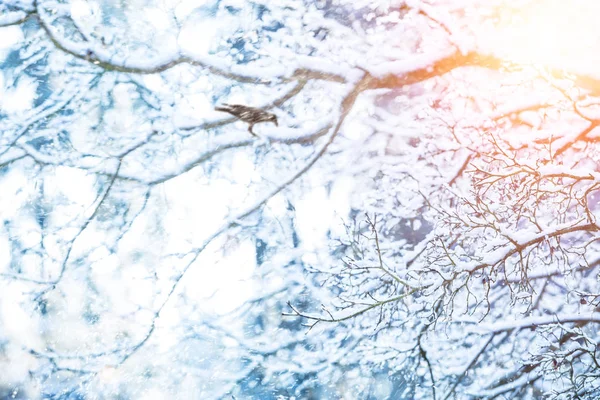 漆黒の鳥と冷凍の木の枝の詳細 — ストック写真