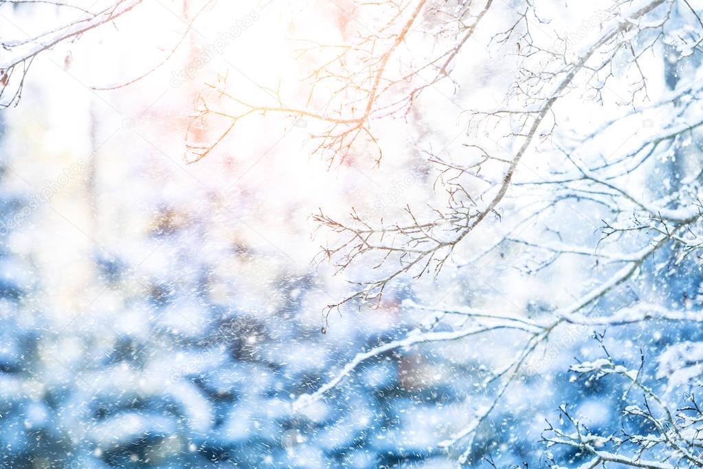 Detail of frozen tree branches with defocused background