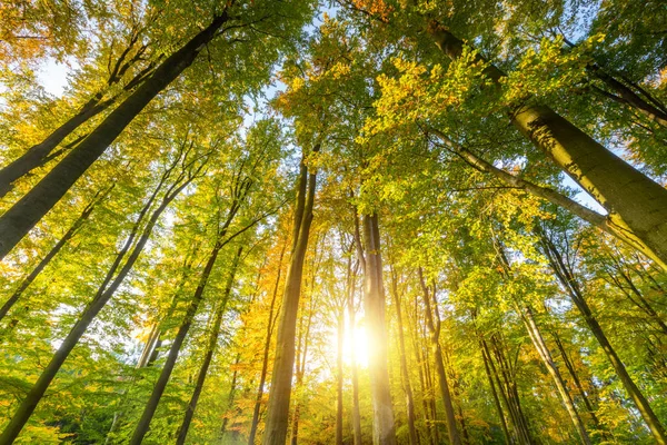 Kron sonbahar kayın ağaçları — Stok fotoğraf