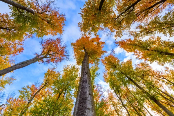 Autumn beech trees crowns — Stock Photo, Image