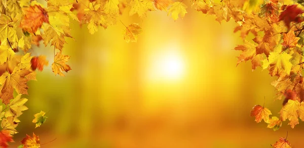 Herbst Hintergrund mit fallenden Blättern, freier Raum für Text — Stockfoto