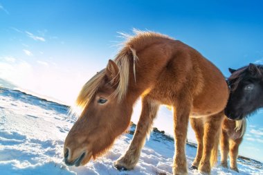 İzlandalı atlar kış manzara sürüsü. 