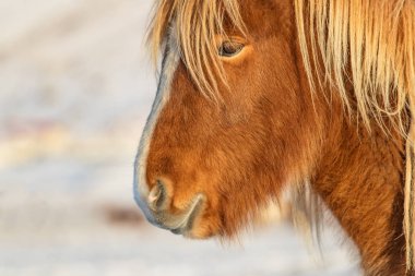 İzlanda at portre kış peyzaj