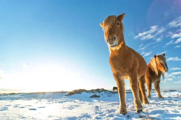 Manada islandesa de caballos en el paisaje invernal . — Foto de Stock