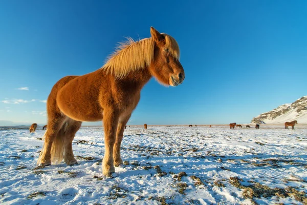 Islandský stádo koní v zimní krajině. — Stock fotografie