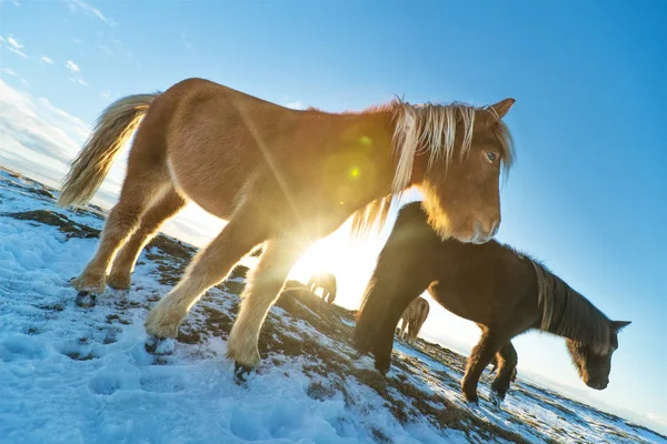 Manada islandesa de caballos en el paisaje invernal . — Foto de Stock