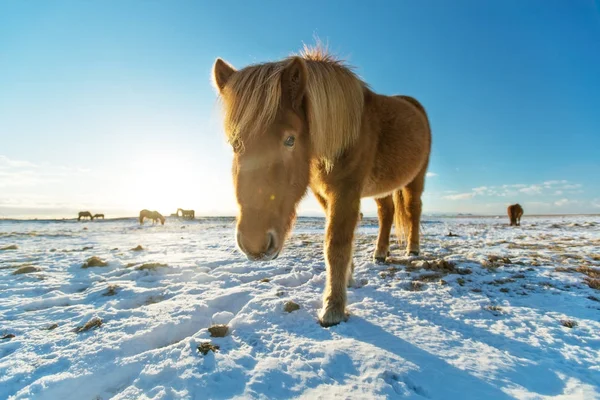 Manada islandesa de caballos en el paisaje invernal . — Foto de Stock