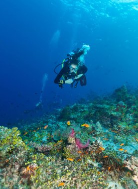 Genç kadın dalgıç mercan resif keşfetmek