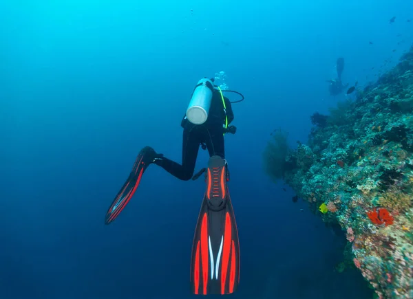 Vista posterior del buceador explorando los arrecifes de coral — Foto de Stock