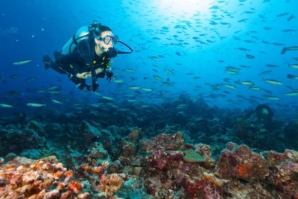 Молода жінка підводний дайвер досліджує кораловий риф — стокове фото