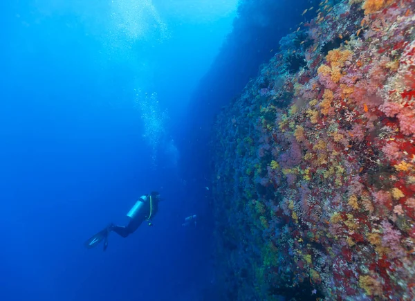 Mujer joven buceadora explorando arrecife de coral —  Fotos de Stock