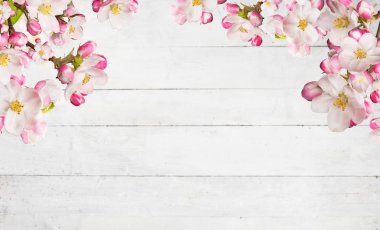 Eski ahşap plakalar ile kiraz çiçekleri çiçek açan