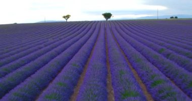 Çiçeklenme lavanta alanının güzel satır havadan görünümü
