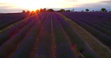Çiçeklenme lavanta alanının güzel satır havadan görünümü