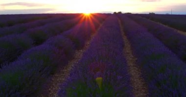 Çiçeklenme lavanta alanının güzel satır havadan görünümü
