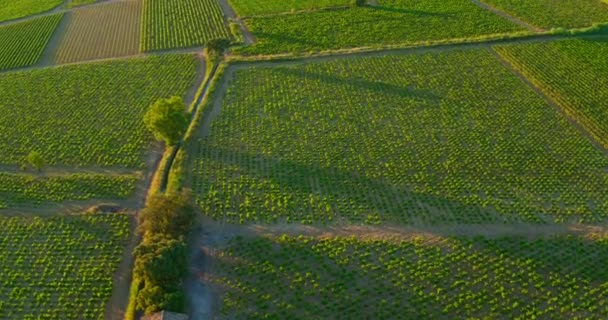 Aerial Crossing European Vineyard Sunrise Light — Stock Video