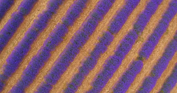 Aerial View Beautiful Rows Blooming Lavender Field — Stock Video