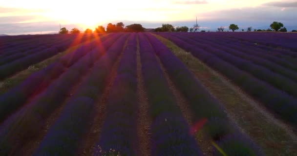 Vista Aérea Hermosas Filas Campos Lavanda Flor — Vídeo de stock