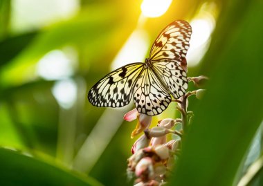 Güzel kelebek kağıt uçurtma, fikir leuconoe tropikal orman