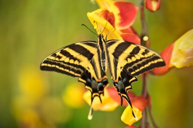 Güzel kelebek Papilio pilumnus tropikal orman