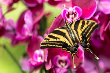 Güzel kelebek Papilio pilumnus tropikal orman