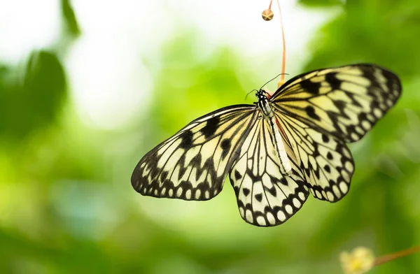 Hermosa cometa de papel de mariposa, Idea leuconoe en bosque tropical — Foto de Stock