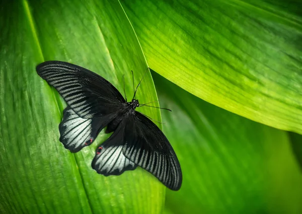 Hermosa mariposa Gran Mormón, Papilio memnon en tropical para — Foto de Stock