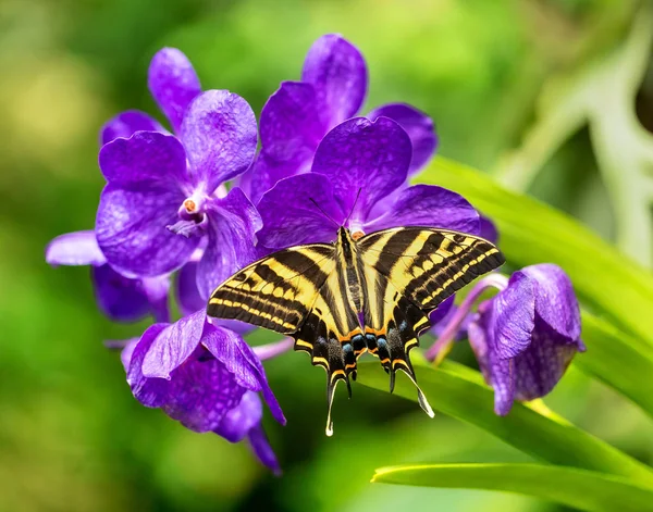 Frumos fluture Papilio pilumnus în pădurea tropicală — Fotografie, imagine de stoc
