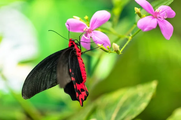 Krásný motýl Antrophaneura semperi v tropickém pralese — Stock fotografie