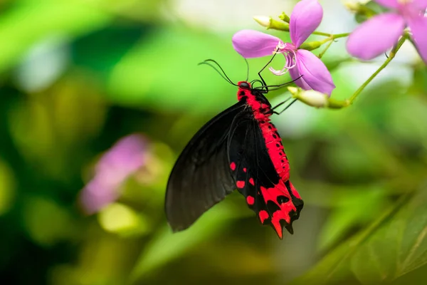 Hermosa mariposa Antrophaneura semperi en bosque tropical — Foto de Stock