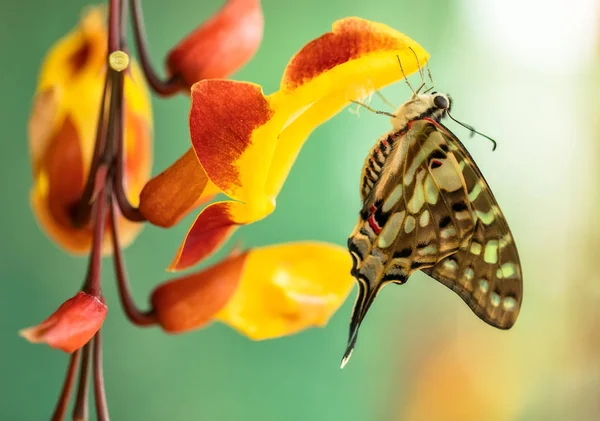 Όμορφη πεταλούδα Papilio pilumnus σε τροπικό δάσος — Φωτογραφία Αρχείου