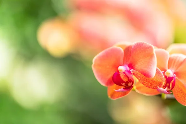 熱帯雨林に咲く蘭の詳細花 — ストック写真